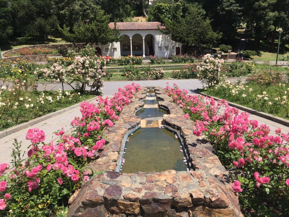 8 Rose Gardens to Visit in the Bay Area