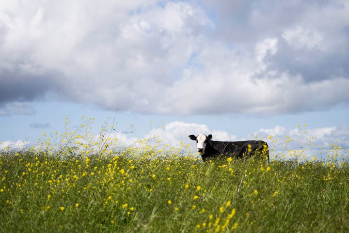 Cattle play leading role in latest photo exhibit