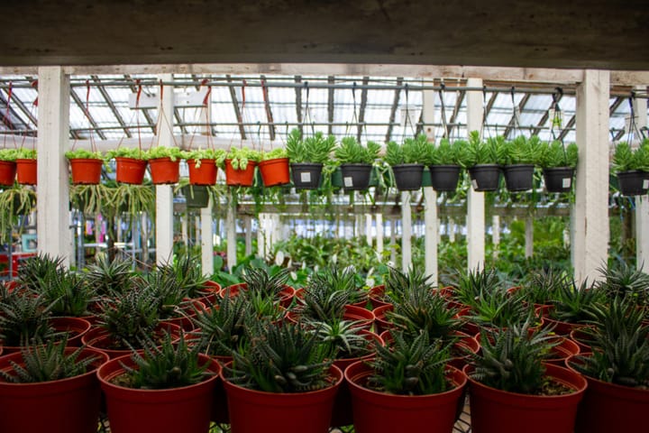 Thanks to City College Grad, Delano Nursery Still Growing Strong