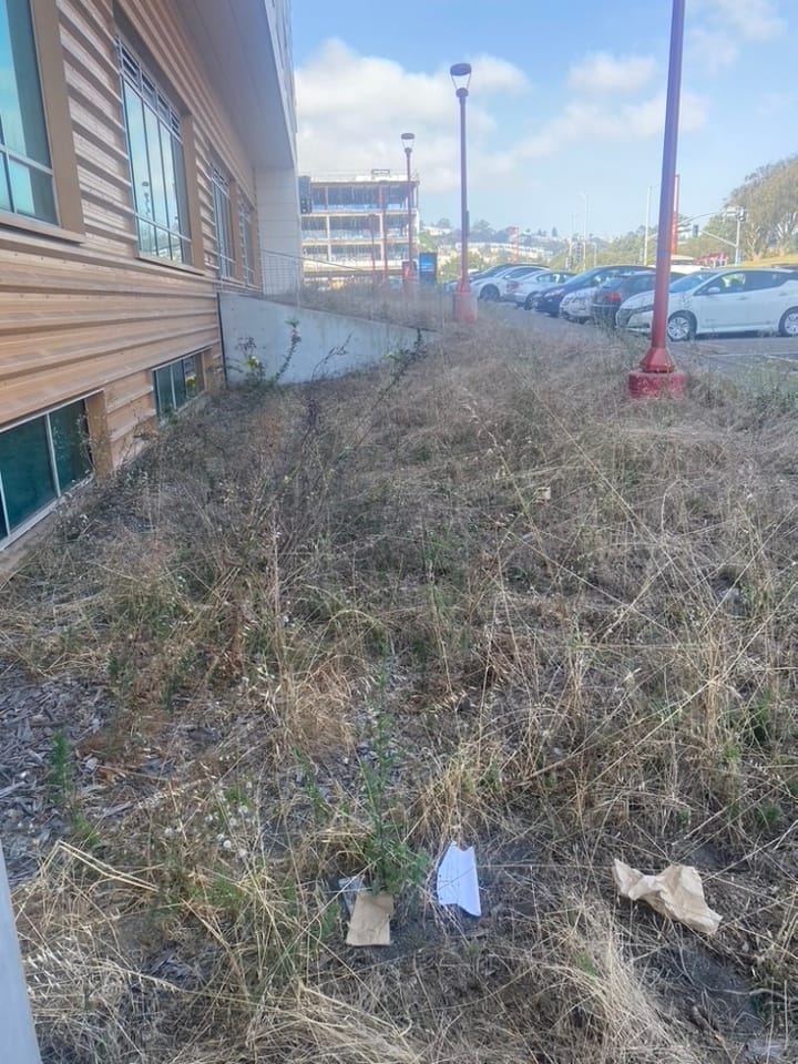 In the Weeds: City College Struggles With Maintaining Landscaping