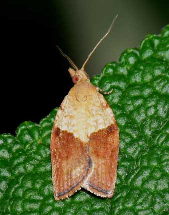 Photo courtesy of Flickr user Bramblejungle