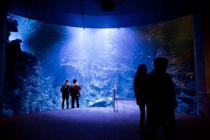 On Jan. 14th, 2010 the Academy of Science Hosts its Thursday Night events titled "Nightlife" in Golden Gate Park in San Francisco, Calif. Every Thursday Night The academy of science opens their doors to 21 and up guests for them to explore the museum, get drinks and dance to a live dj.
