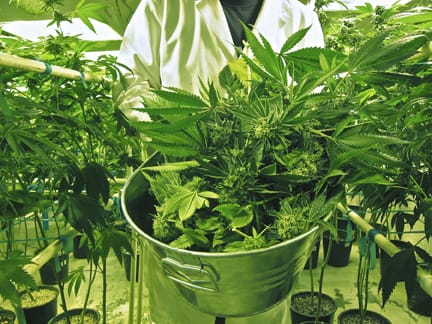 6_Feature_420_Medicine04_web