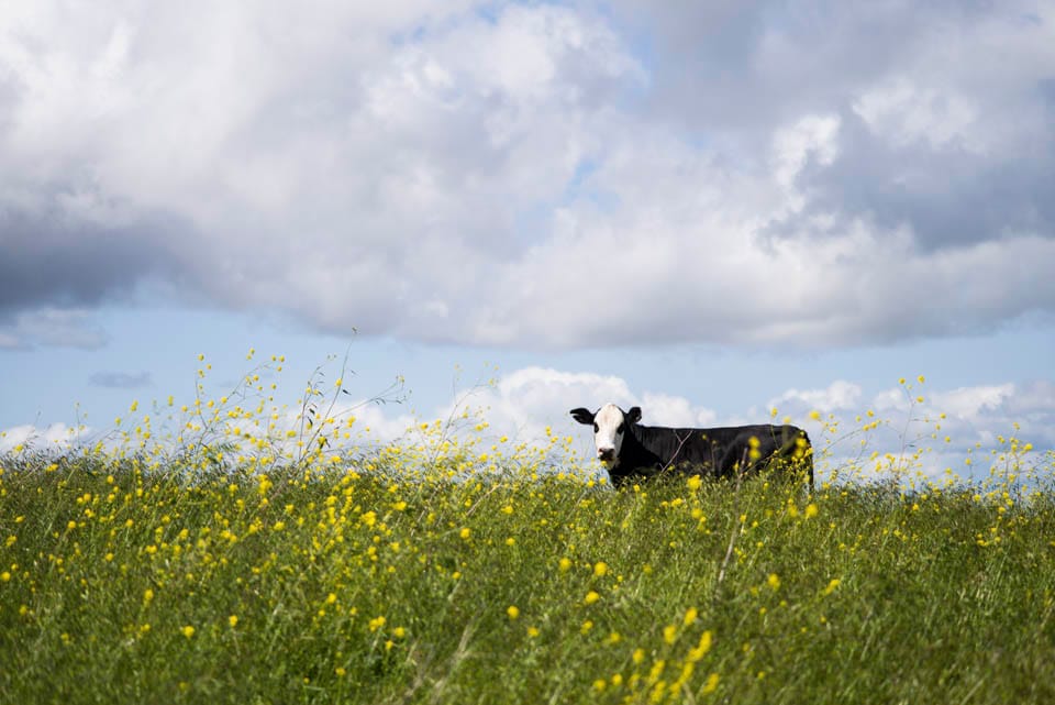 An image from the Orinda Cattle exhibit by Brian Churchwell.